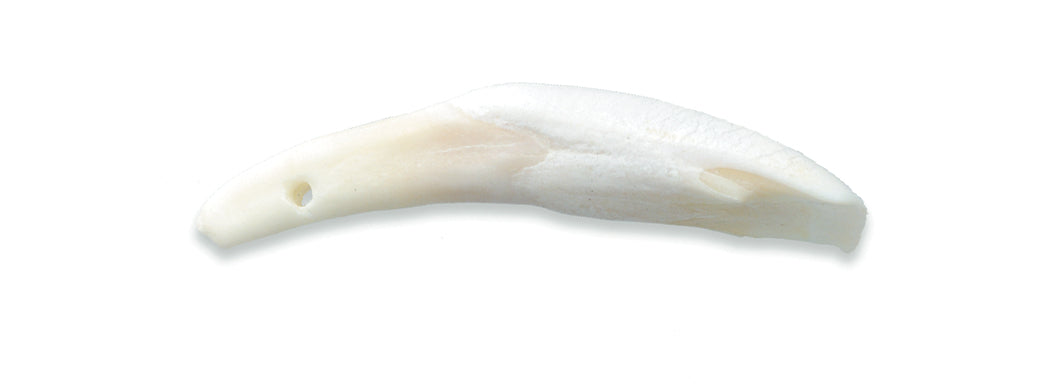 BN351: Water Buffalo Tooth 50-60mm AVG - 5PPK