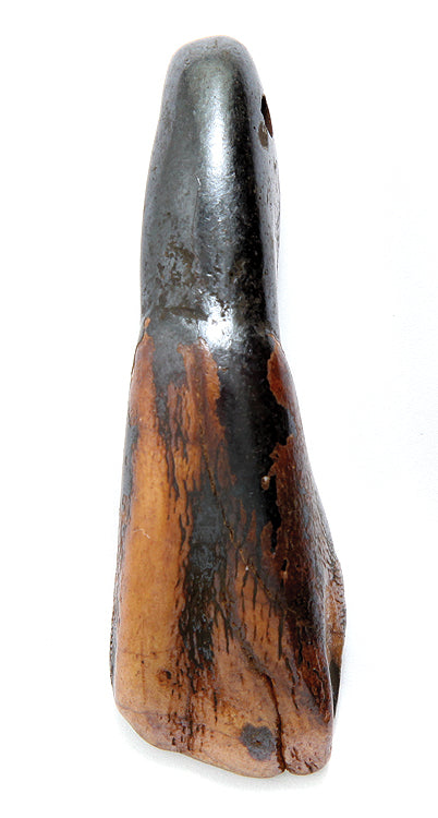 BN351-AN: Tooth Water Buffalo Antiq 17x55mm Average 5 Pieces