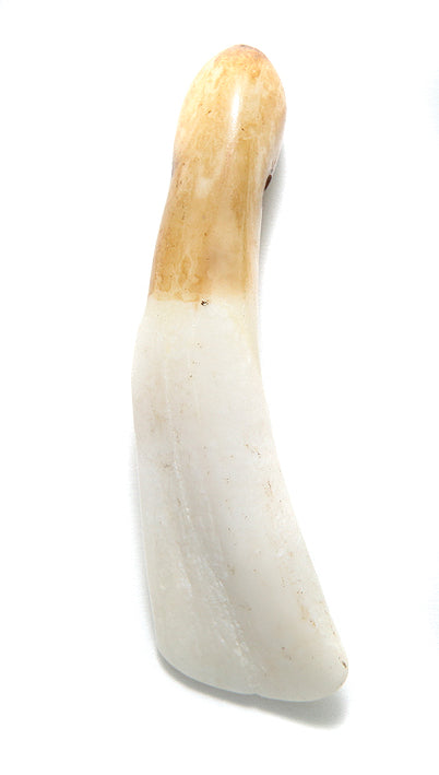 BN351-2T: Tooth Water Buffalo 45-55mm Average With Hole 8 Pieces