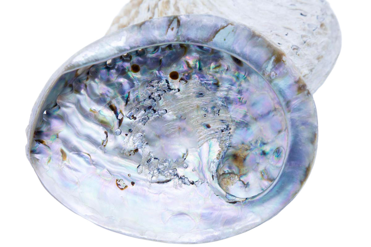 AB995-5: Half Abalone Shell Dish 5.5-6 inches