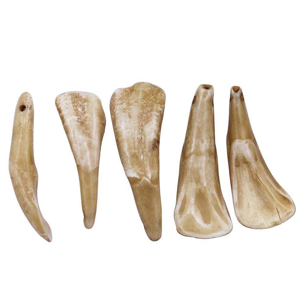 BN351-2: Tooth Water Buffalo 40-45mm Average 5 Pieces