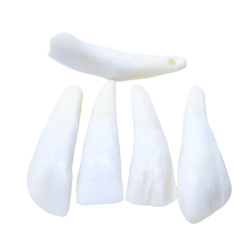 BN351: Tooth Water Buffalo 50-60mm Average 5 Pieces
