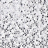 11SM0528R: Miyuki Japanese Seed Bead 11/0 White Pearl Ceylon - 25GM