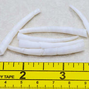 45DT111: Dentalium Shell 1.75-2 inches - 100PC