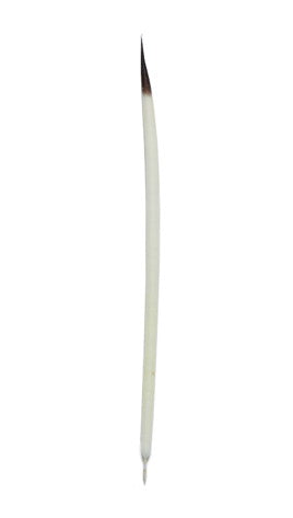 QUILLS-MS6: Porcupine Quills 1.5 To 3 Inch .25OZ Pack