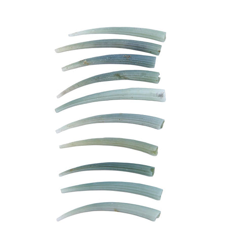 40DT180: Green Dentalium Shell below 1.75 inches - 10PC