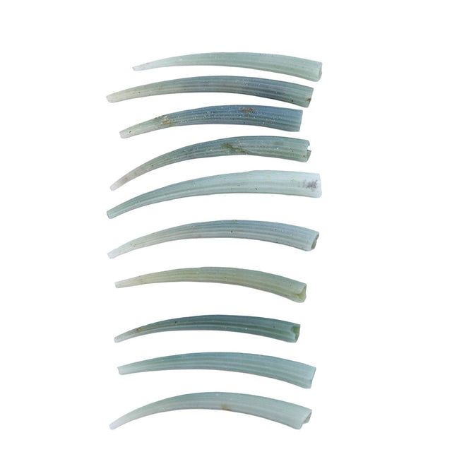 40DT180: Green Dentalium Shell below 1.75 inches - 10PC