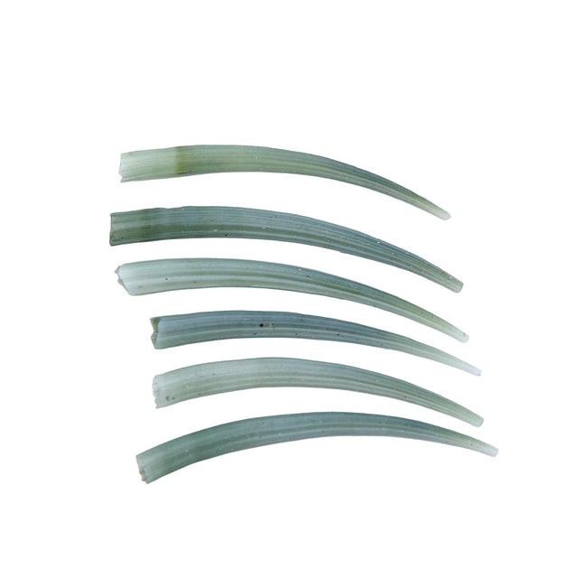50DT180: Green Dentalium Shell 2-2.25 inches - 6PC