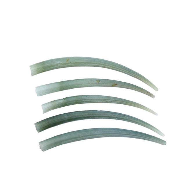 56DT180: Green Dentalium Shell 2.25-2.5 inches - 6PC