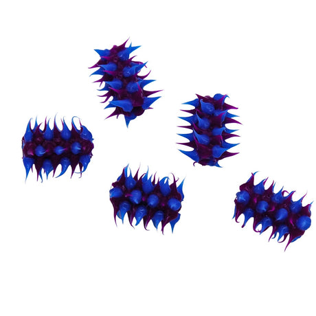 64MS198-74: Rubber Tube Purple w/Blue 15mm - 5PPK
