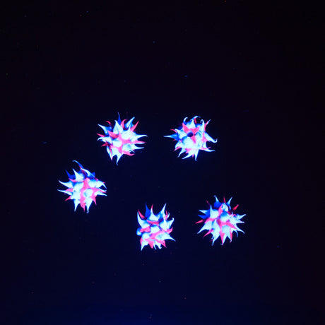 6MS198-74: Rubber Round Purple w/Blue 6mm - 5PPK
