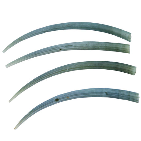 75DT180: Green Dentalium Shell 3-3.25 inches - 4PC