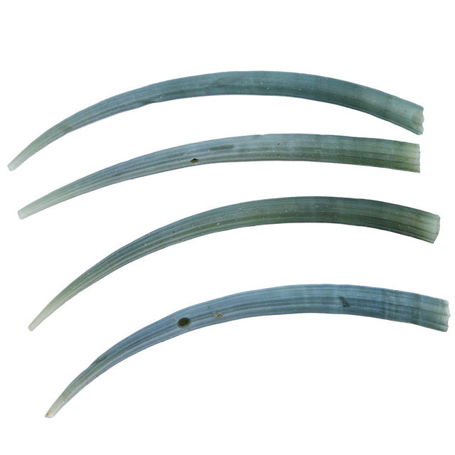 75DT180: Green Dentalium Shell 3-3.25 inches - 4PC