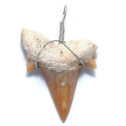 ST15-1: Shark Tooth Fossil Wire Wrapped - 1 Piece