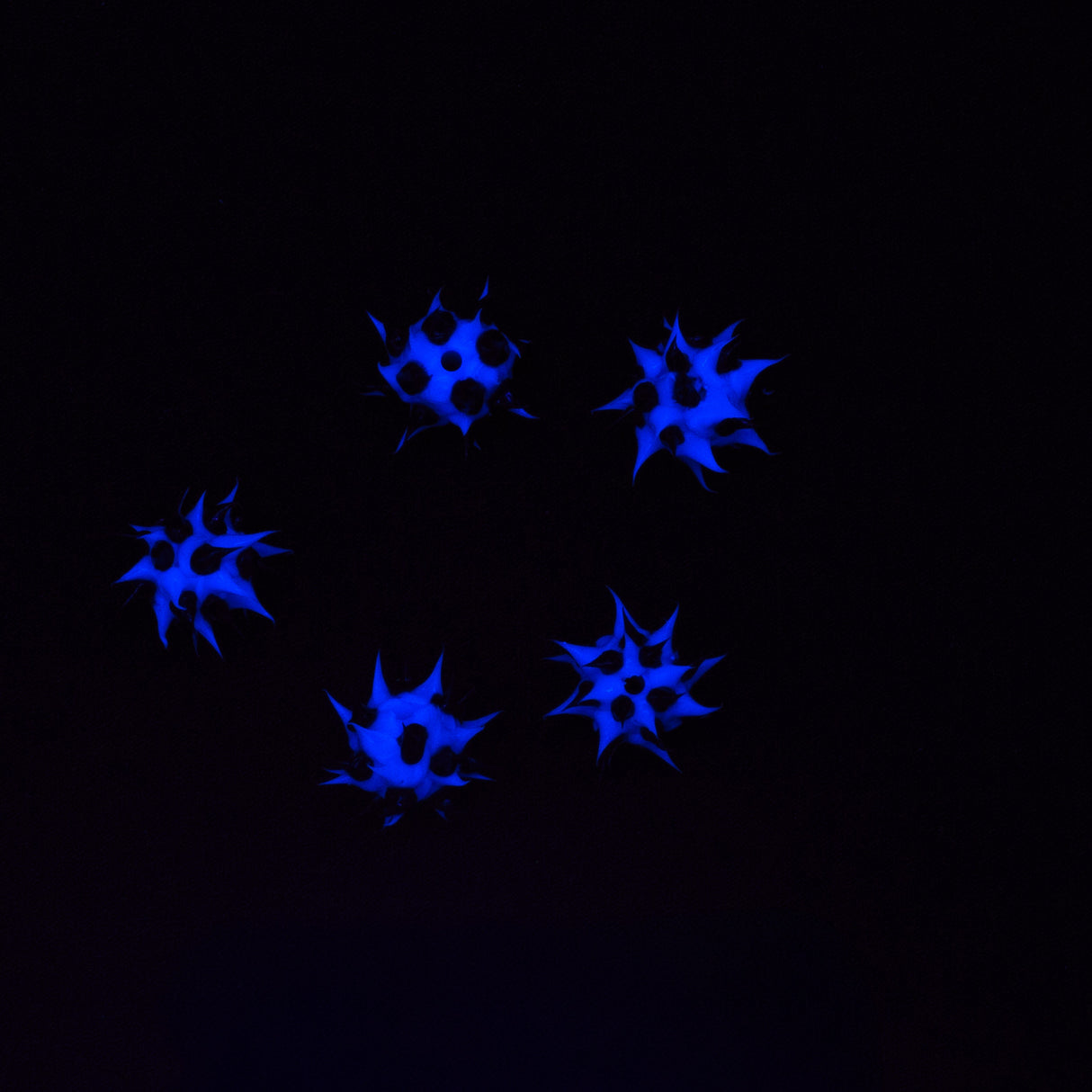 8MS109-74: Rubber Round Black w/Blue 8mm - 5PPK