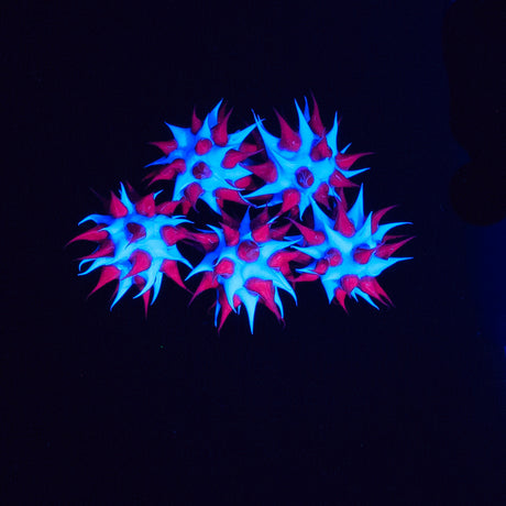 8MS198-74: Rubber Round Purple w/Blue 8mm - 5PPK