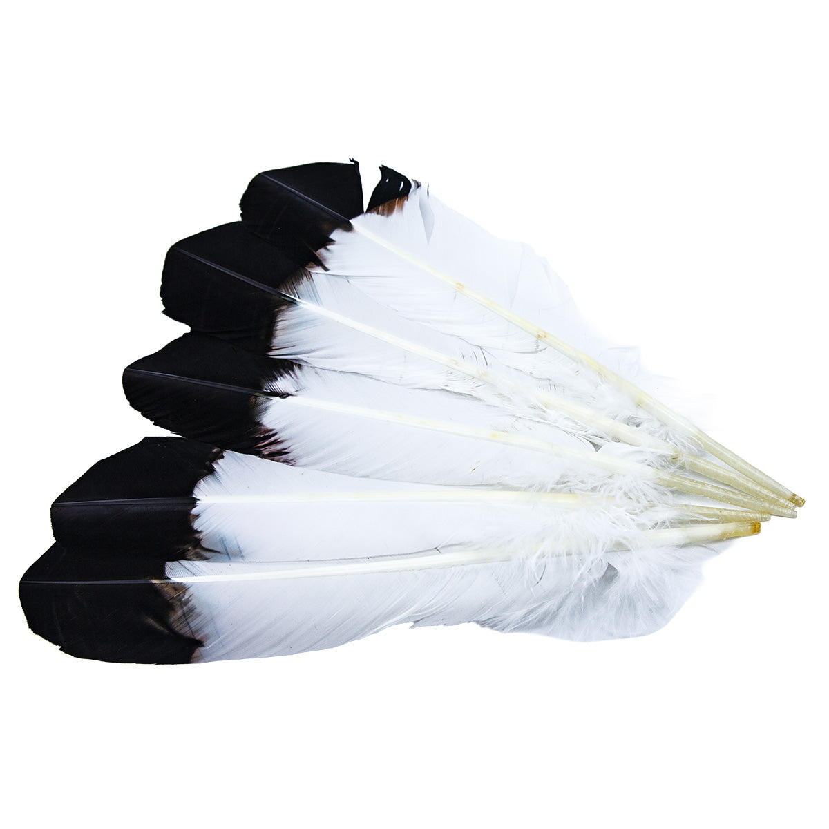 99FR101-5: Tom Turkey "Eagle" Black Tipped 10-12" - 5PC