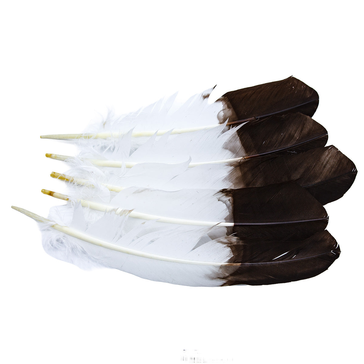 99FR113-5: Tom Turkey "Eagle" Brown Tipped 10-12" - 5PC