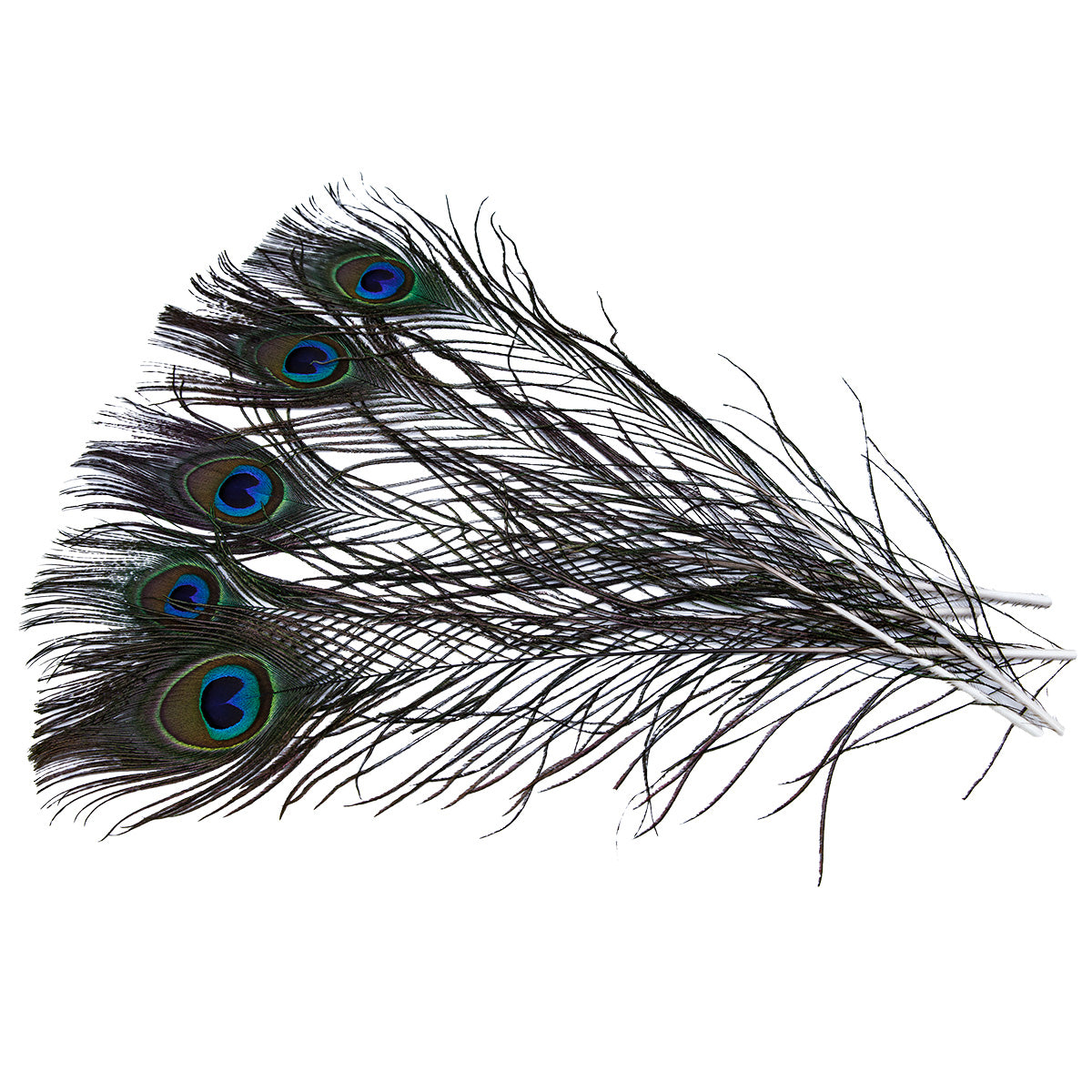 99FR599-5: Cut Eyed Peacock Sticks 10-12" - 5PC