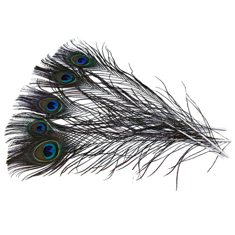 99FR599-5: Cut Eyed Peacock Sticks 10-12" - 5PC