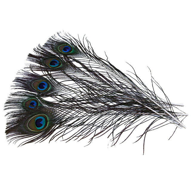 99FR599-5: Cut Eyed Peacock Sticks 10-12" - 5PC