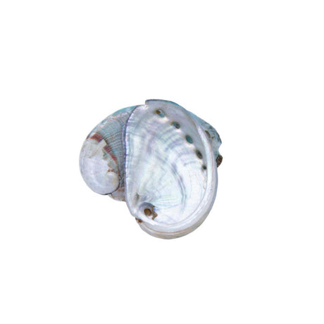 AB994-1: Raw Red Abalone Shell 1 inch Average