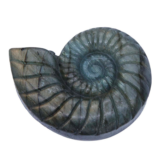 ST456-CNH: Labradorite Carved Conch 44mm - 1PC